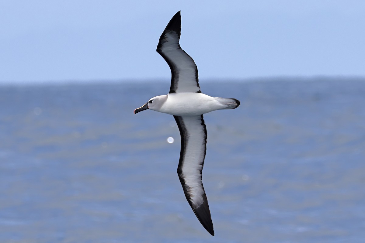 Albatros Picofino Atlántico - ML637623225