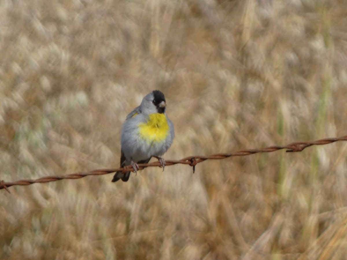 Lawrence's Goldfinch - ML637623284
