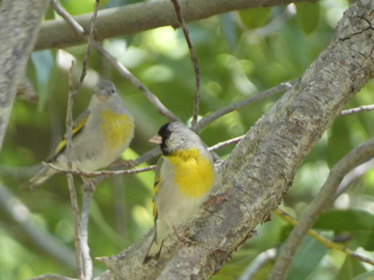 Lawrence's Goldfinch - ML637623286