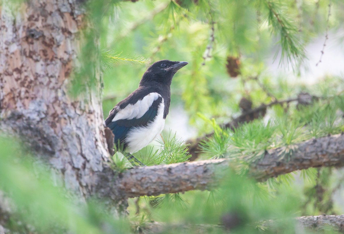 Black-billed Magpie - ML637623315