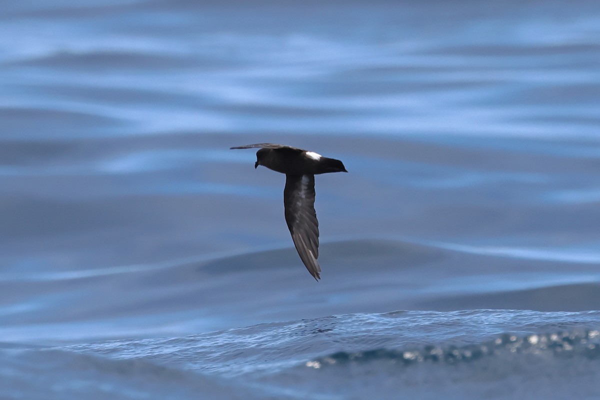 European Storm-Petrel - ML637623322
