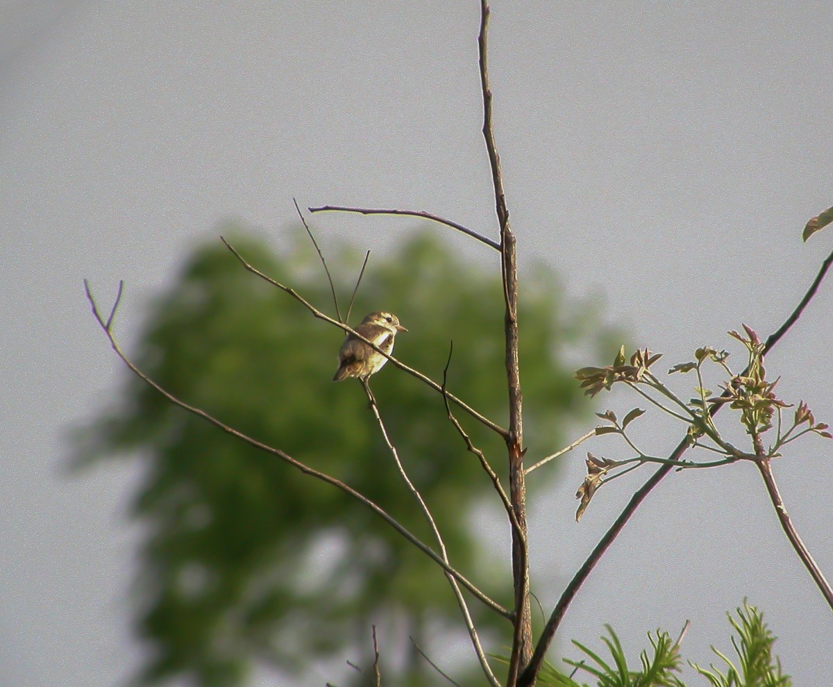 Cock-tailed Tyrant - ML637623326