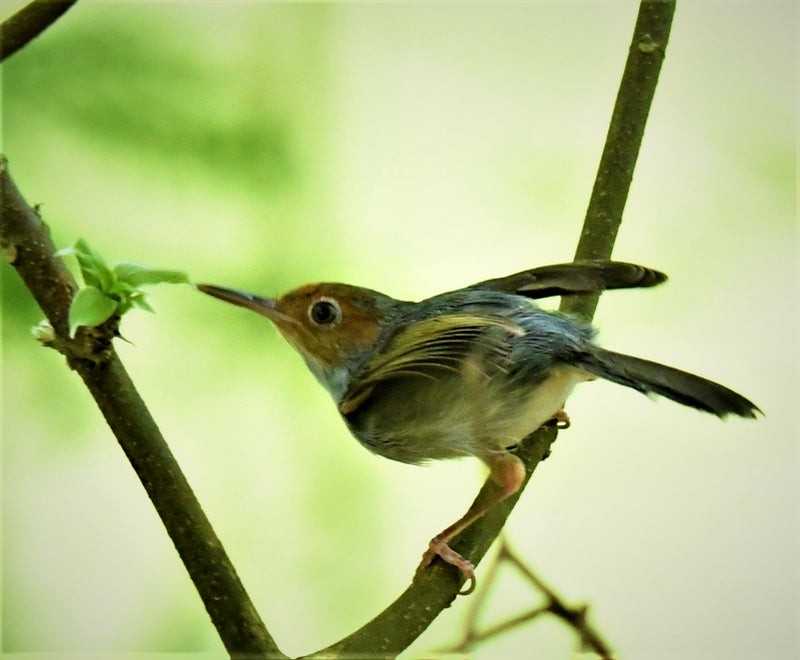 Ashy Tailorbird - ML637623341