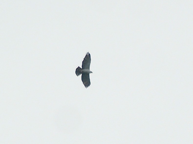 Black-and-white Hawk-Eagle - ML637623347
