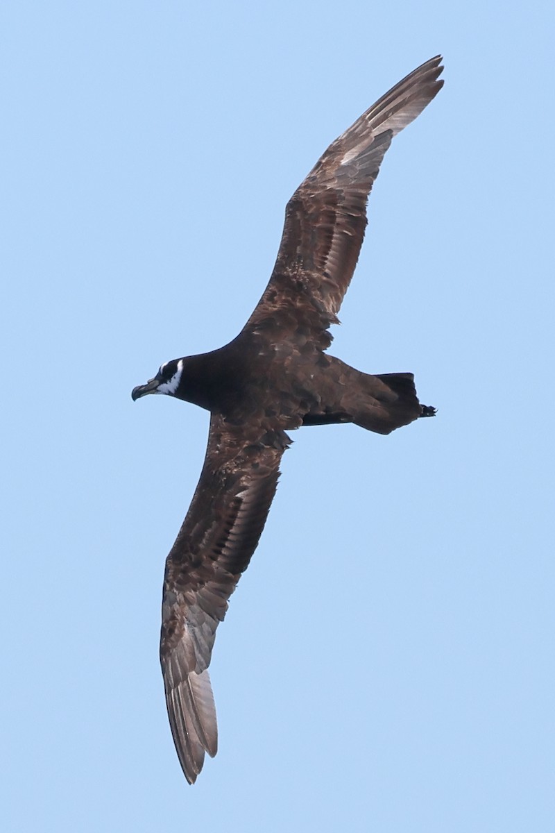 Spectacled Petrel - ML637623434