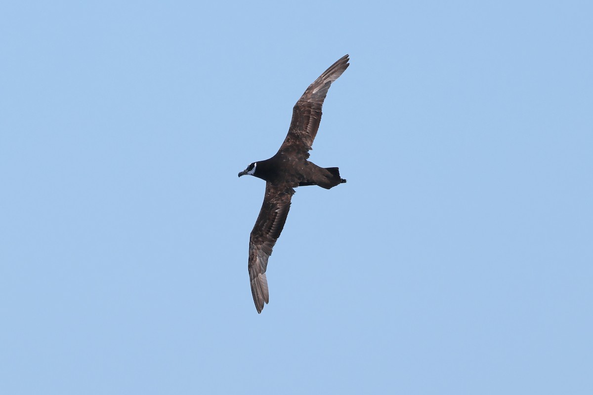 Spectacled Petrel - ML637623435