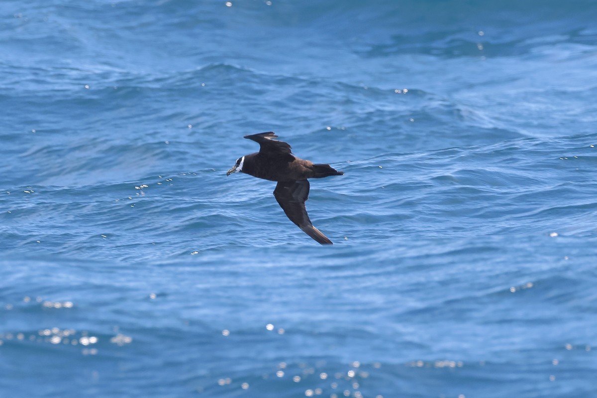 Spectacled Petrel - ML637623438