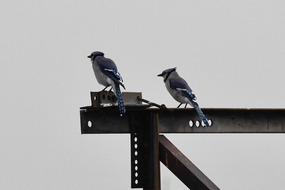 Blue Jay - ML637623476