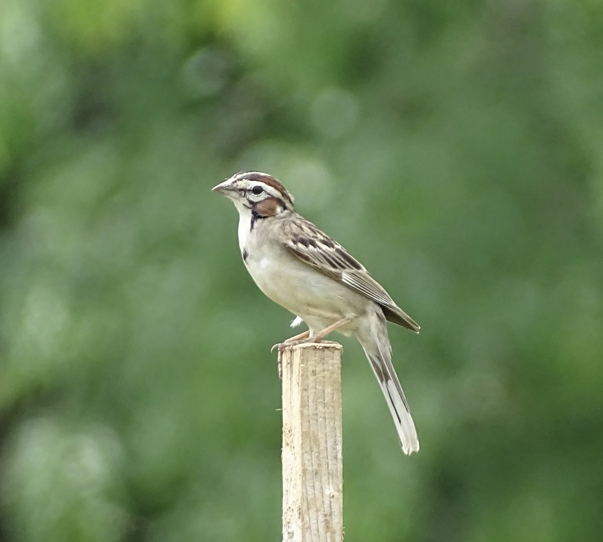 Lark Sparrow - ML637623495