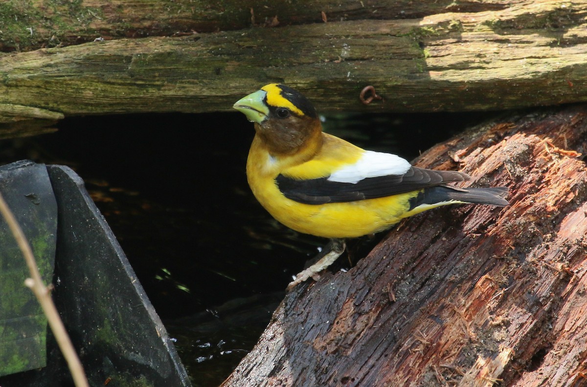 Evening Grosbeak - ML637623496