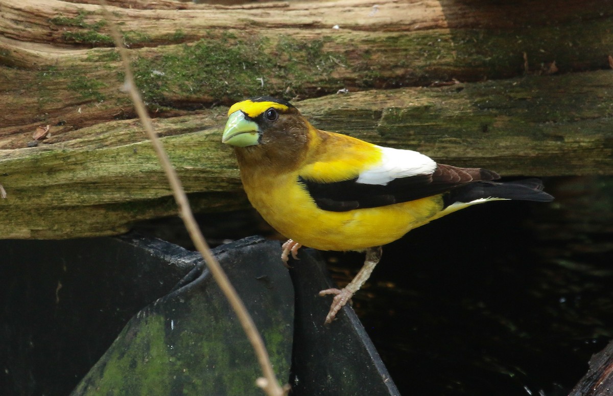 Evening Grosbeak - ML637623500