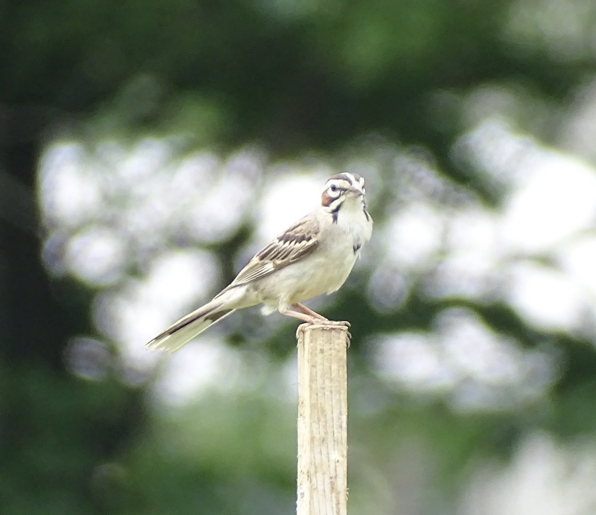 Lark Sparrow - ML637623501