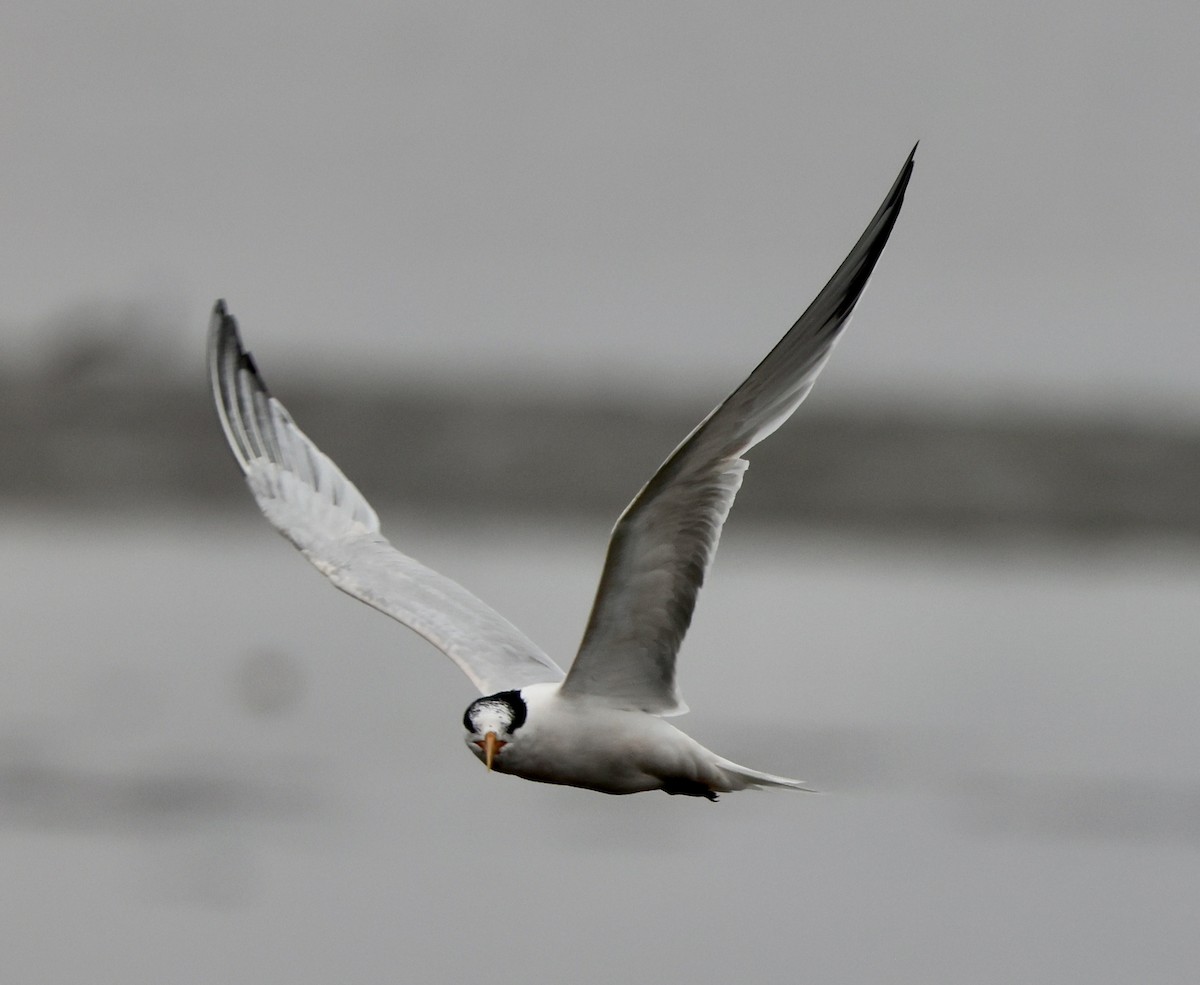 Elegant Tern - ML637623523