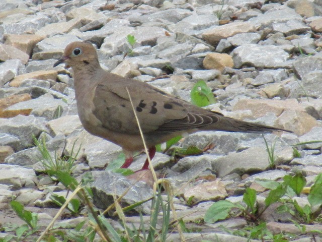 Mourning Dove - ML637623576