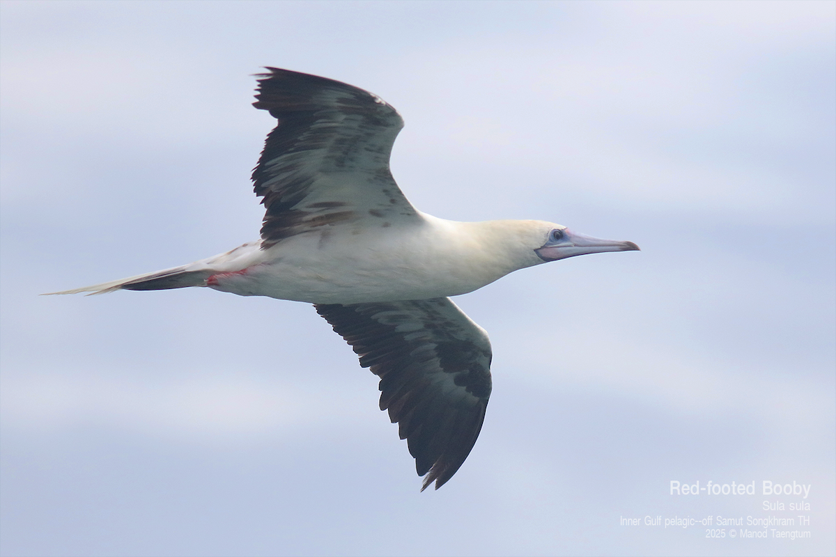 Red-footed Booby (Indopacific) - ML637623620