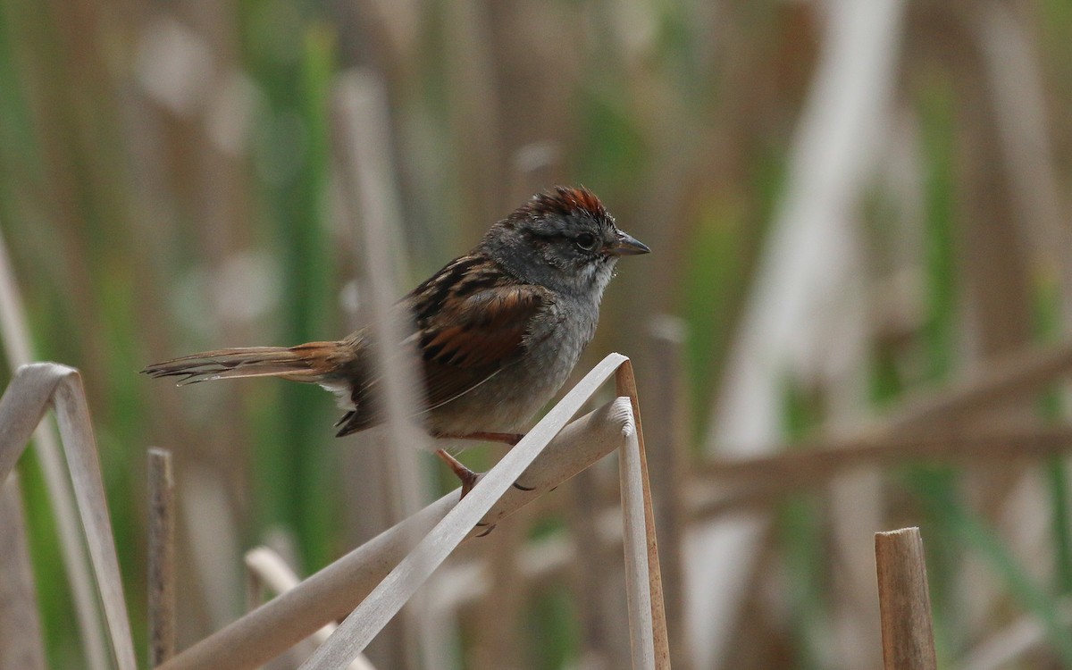 Swamp Sparrow - ML637623654