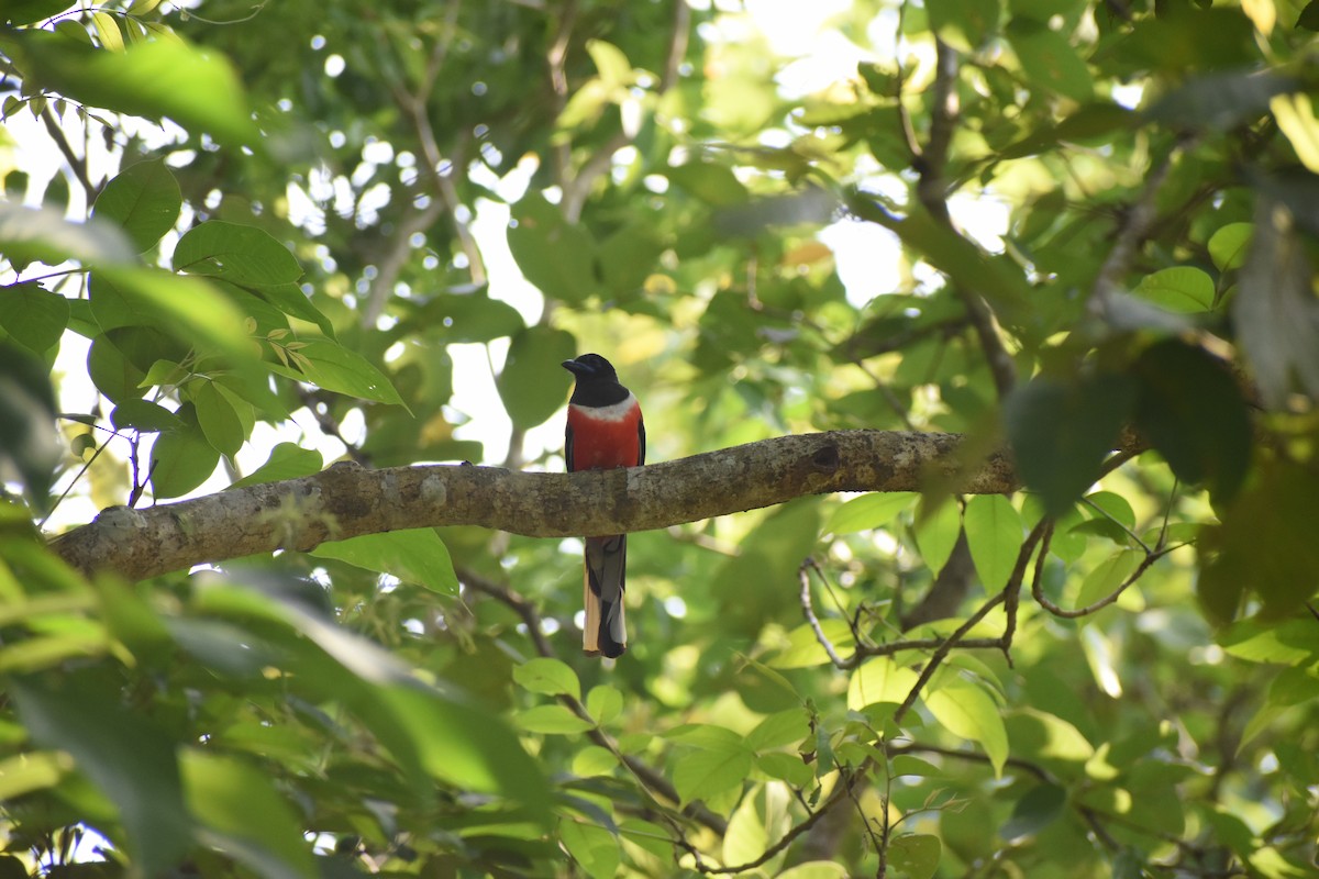 Malabar Trogon - ML637623663