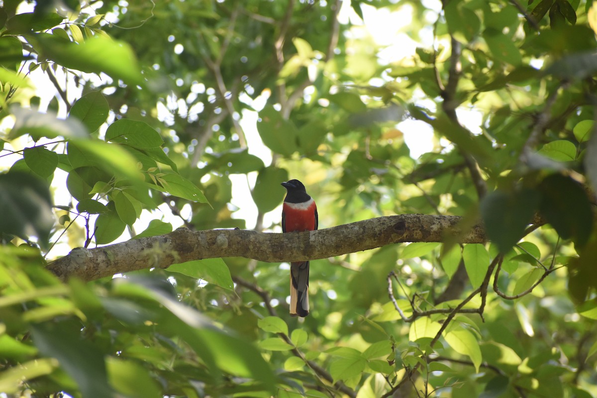 Malabar Trogon - ML637623664