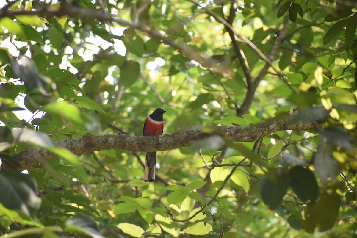 Malabar Trogon - ML637623665