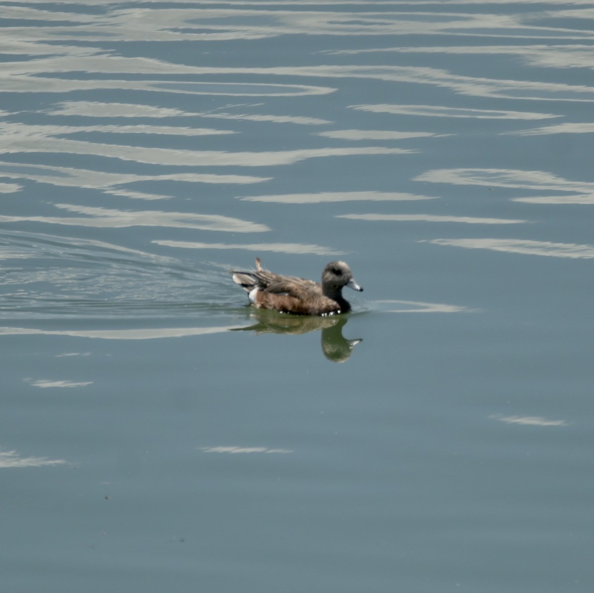 American Wigeon - ML637623685