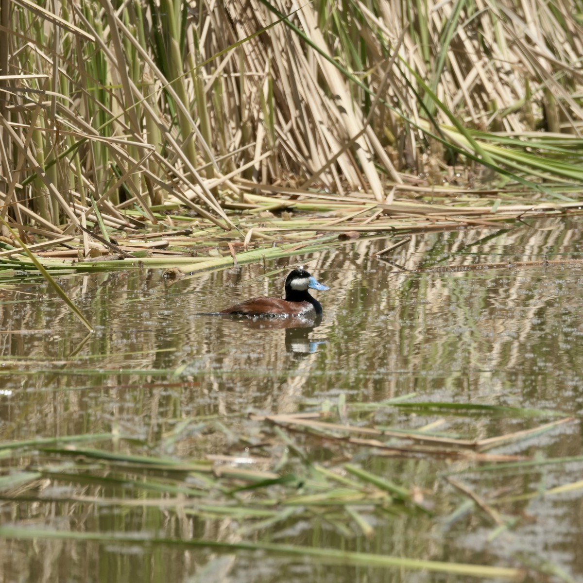 Ruddy Duck - ML637623688