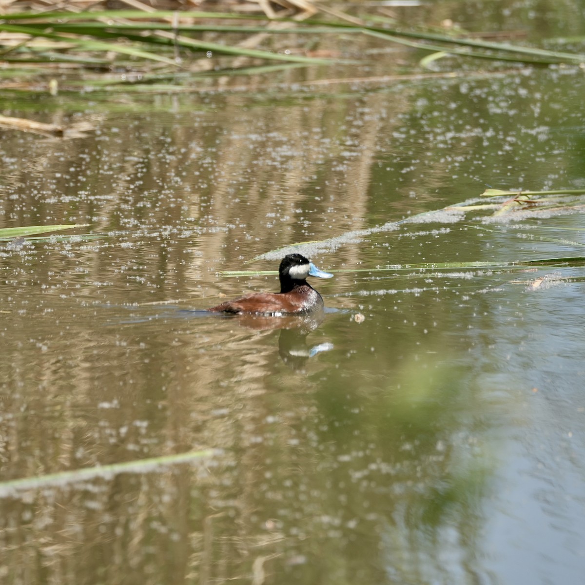 Ruddy Duck - ML637623689