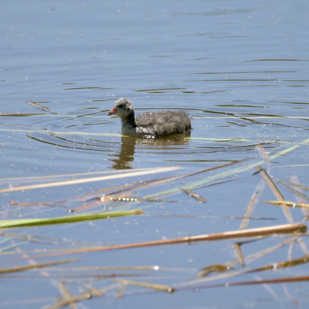 American Coot - ML637623694