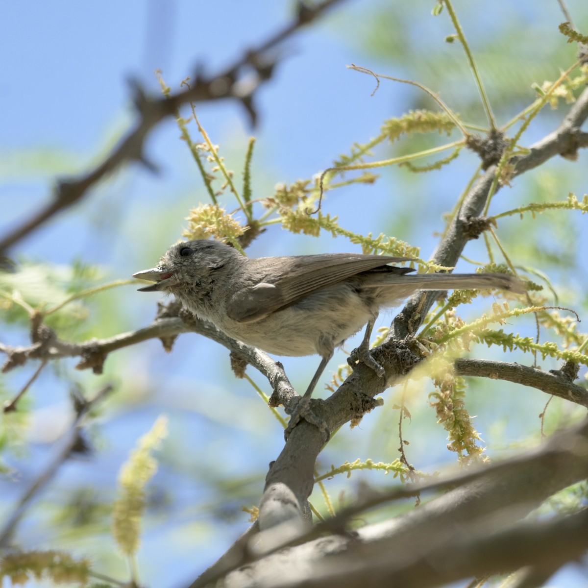 Bushtit - ML637623702