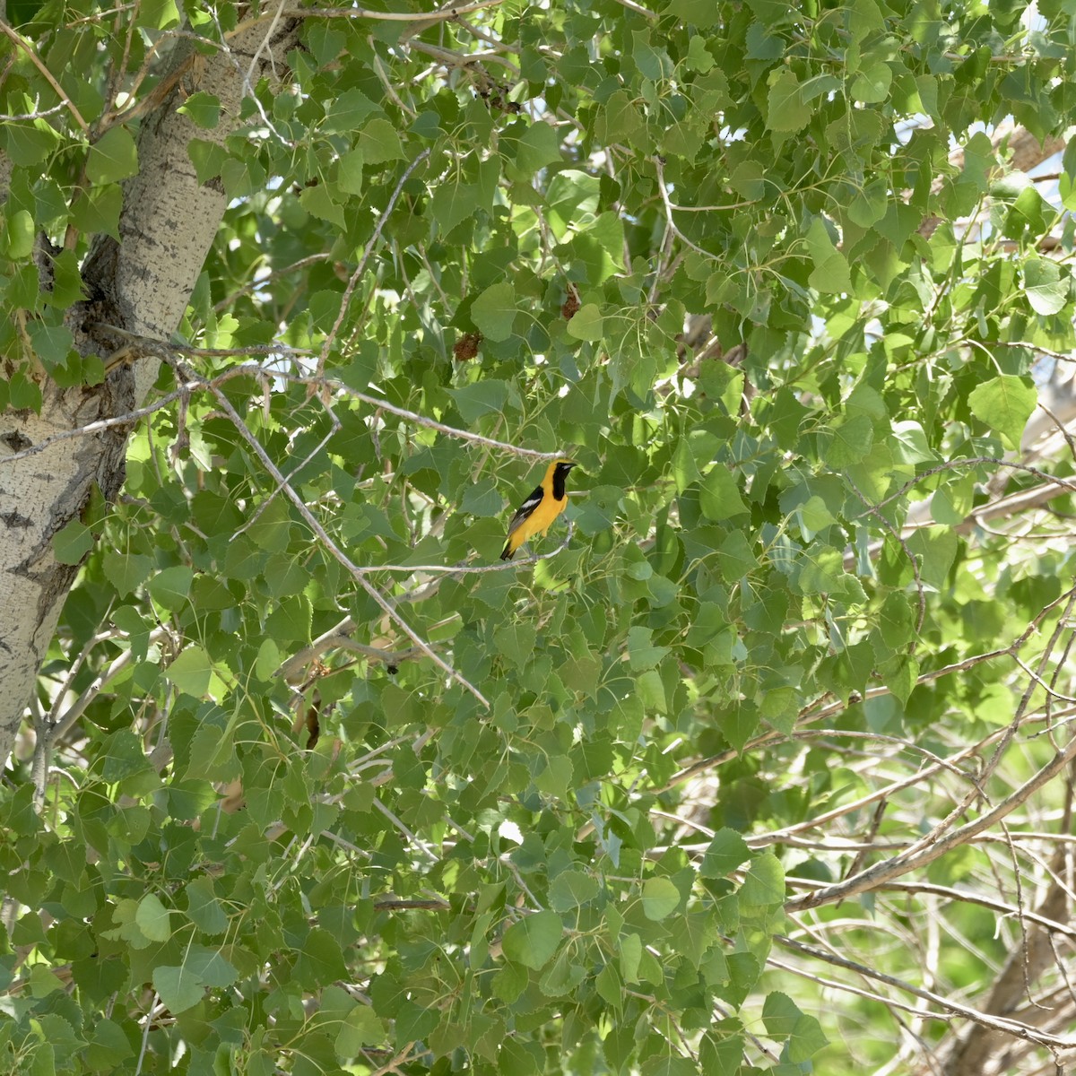 Hooded Oriole - ML637623709