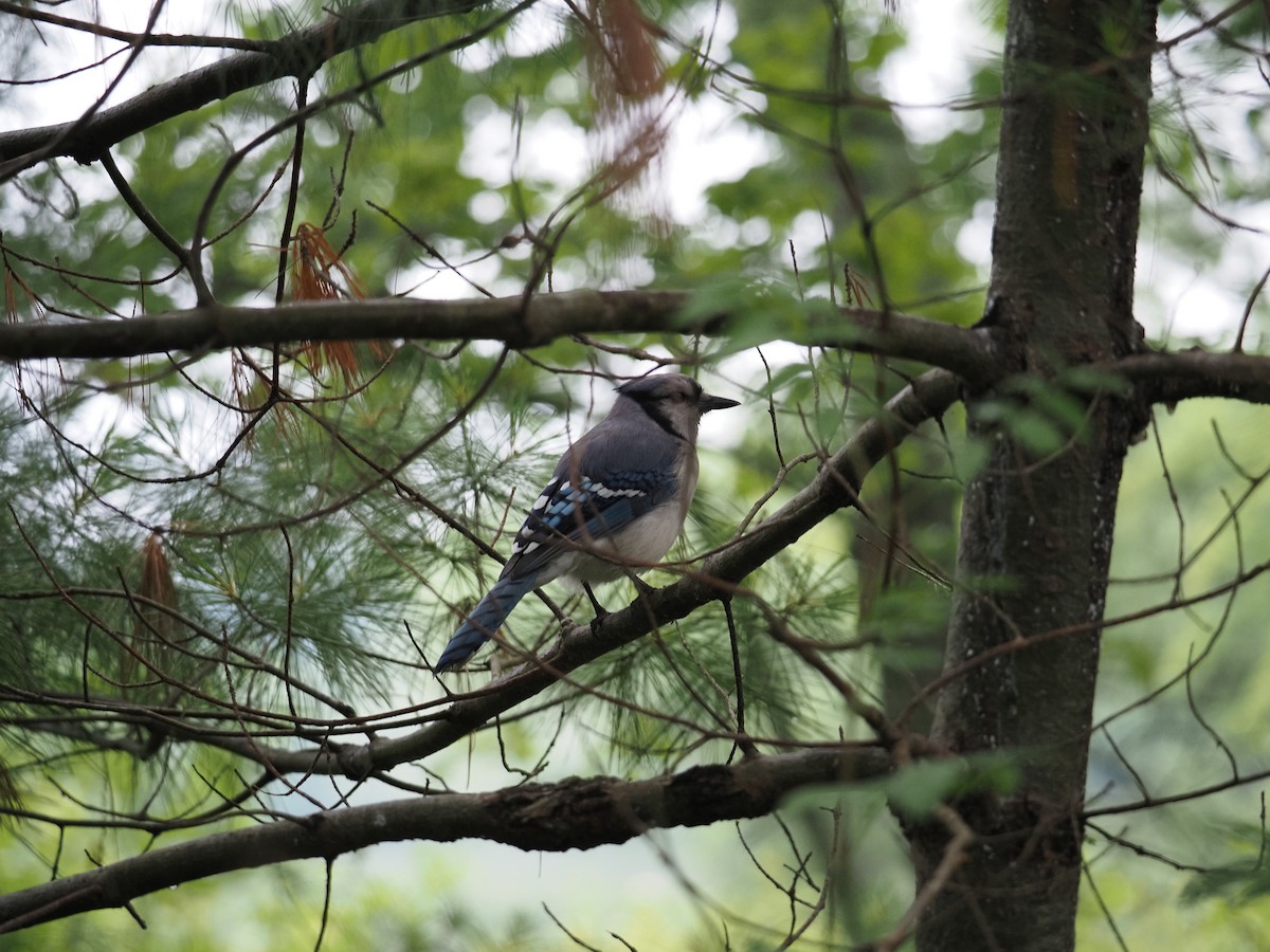 Blue Jay - ML637623736