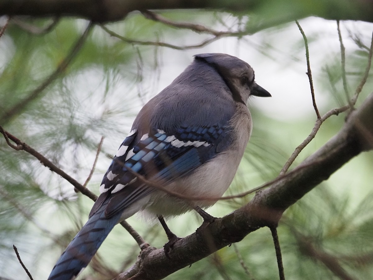 Blue Jay - ML637623737