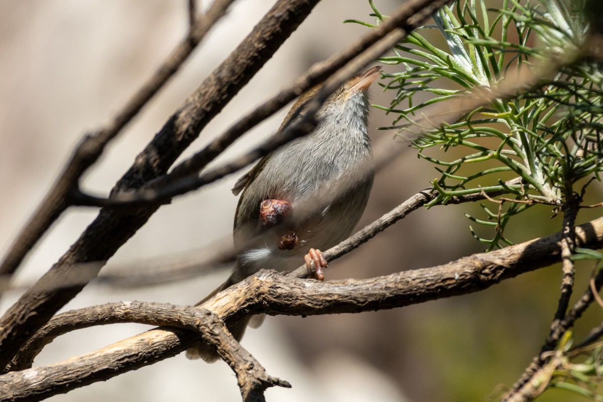 Piping Cisticola - ML637623773
