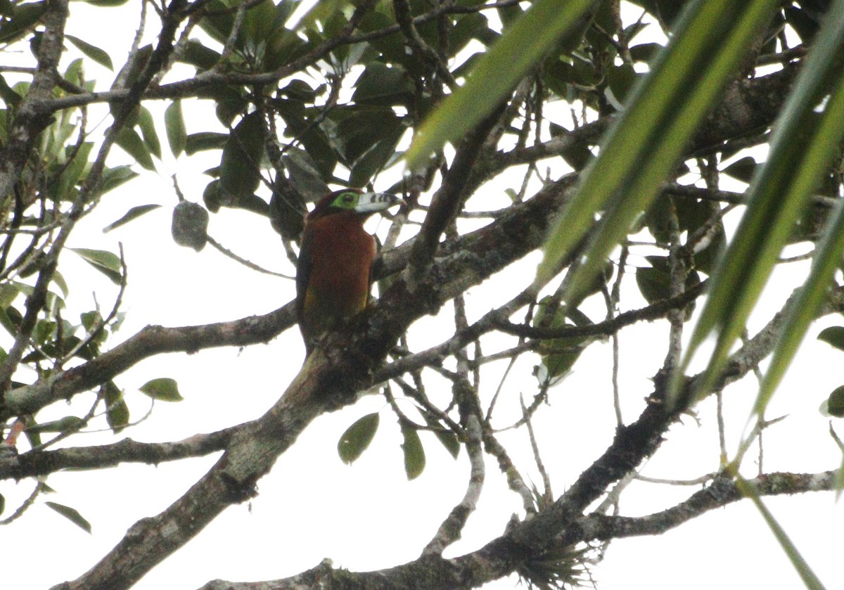 Spot-billed Toucanet - ML637623785
