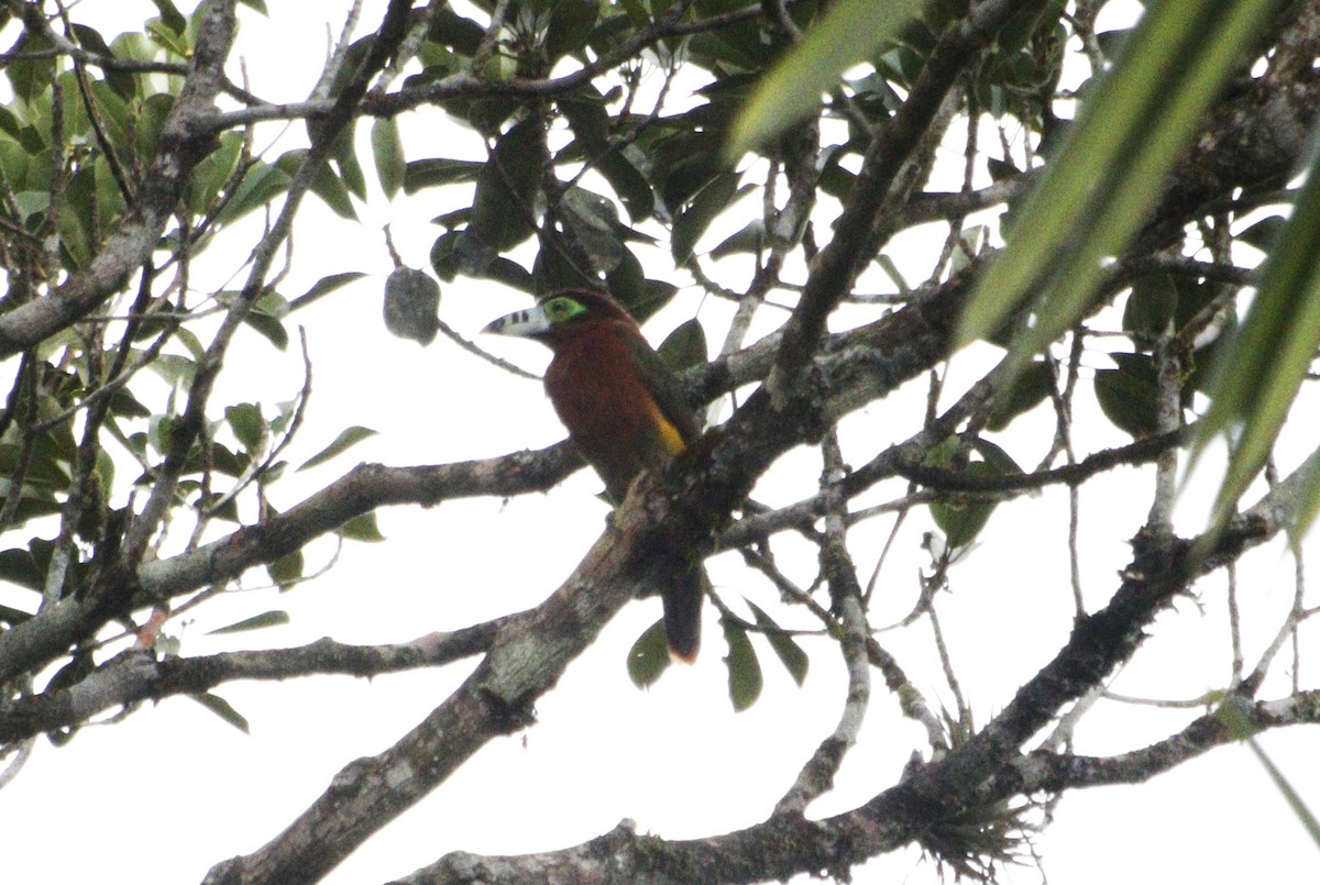 Spot-billed Toucanet - ML637623786