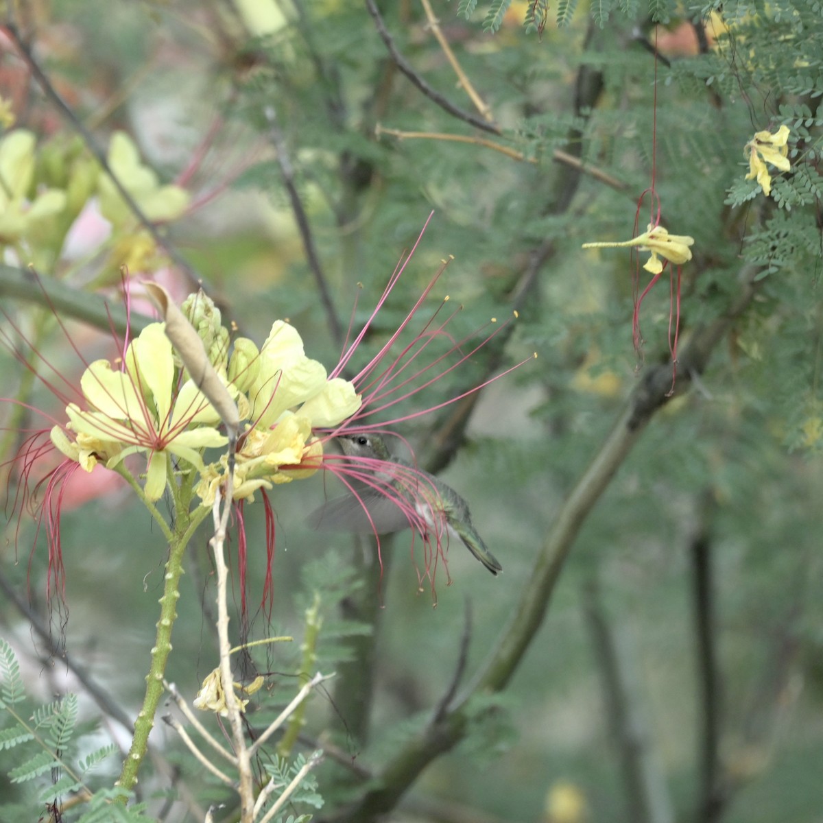 Anna's Hummingbird - ML637623796