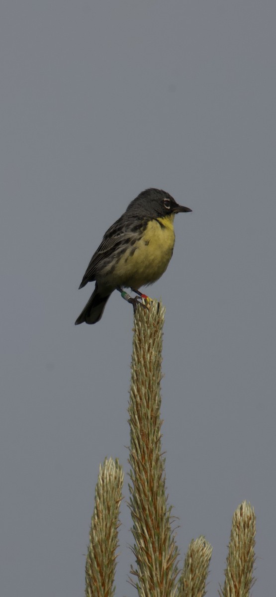 Kirtland's Warbler - ML637623798