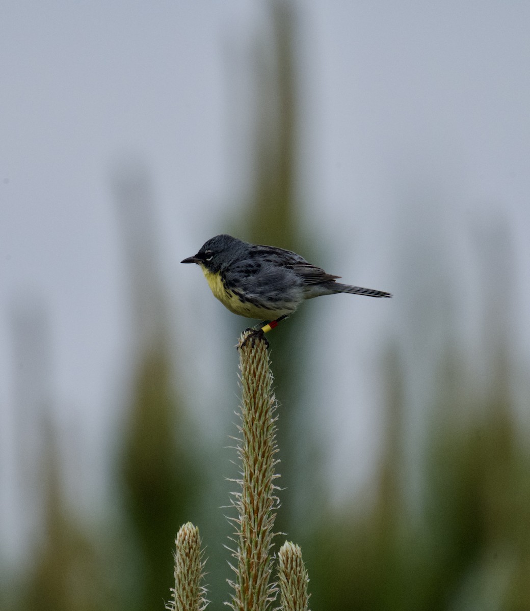 Kirtland's Warbler - ML637623800