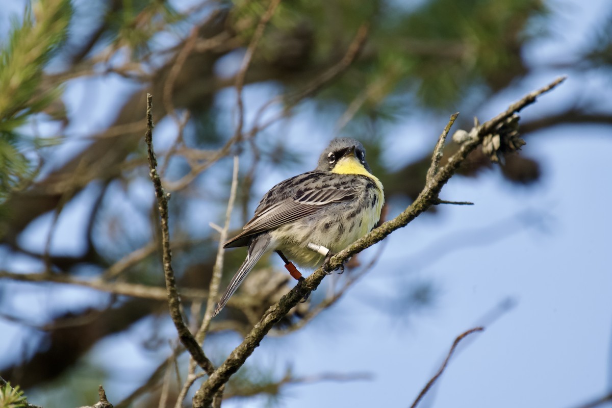 Kirtland's Warbler - ML637623802