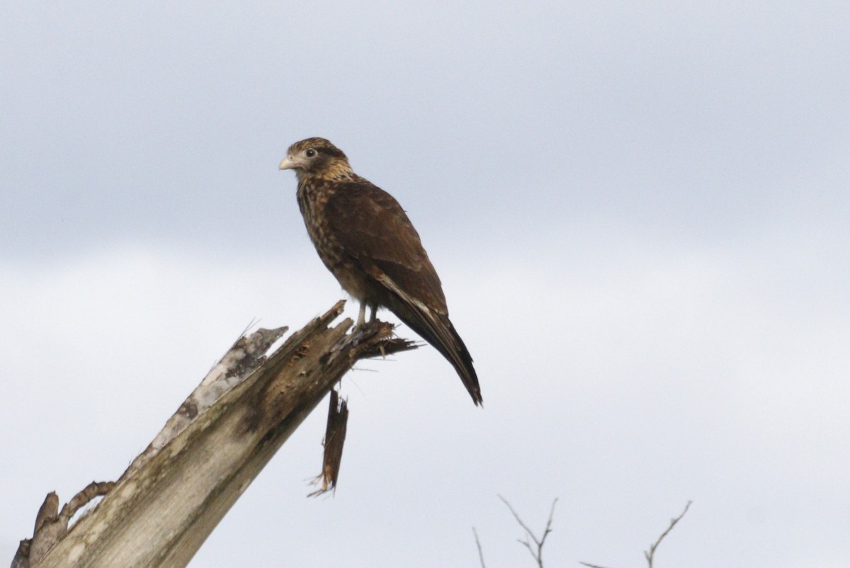 Yellow-headed Caracara - ML637623803