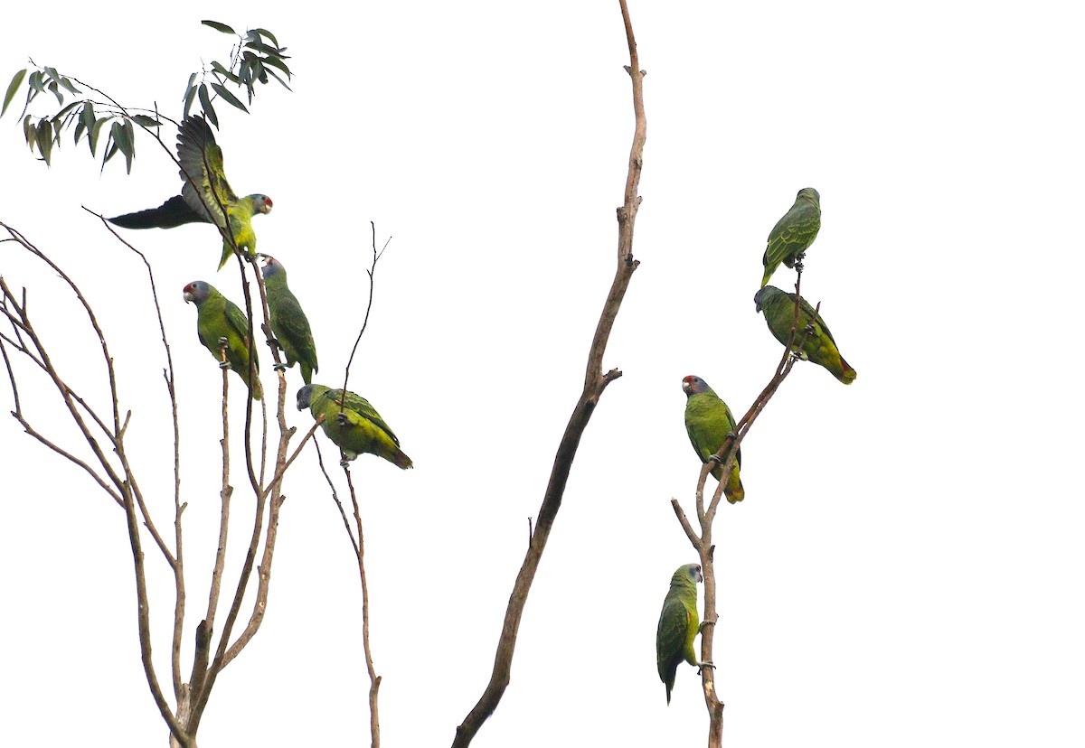 Red-tailed Amazon - ML637623813