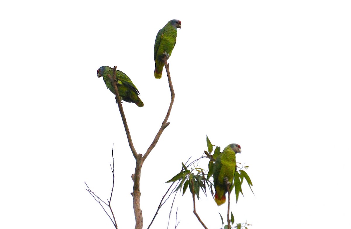 Red-tailed Amazon - ML637623814