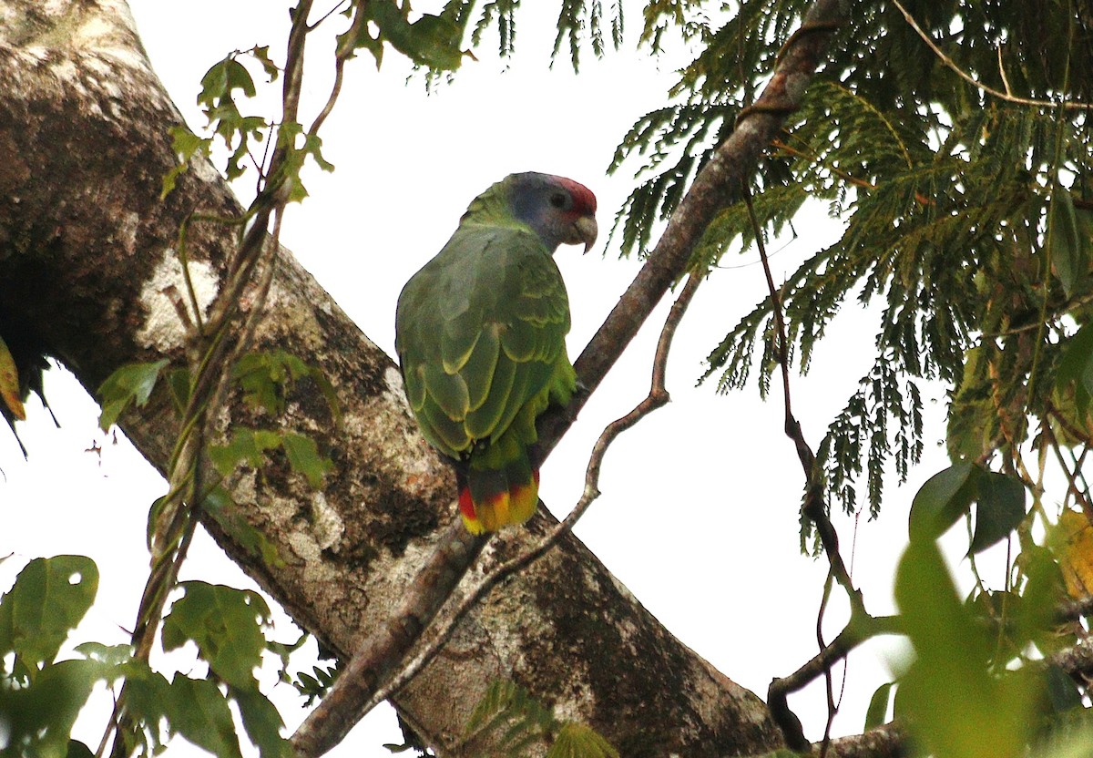 Red-tailed Amazon - ML637623815