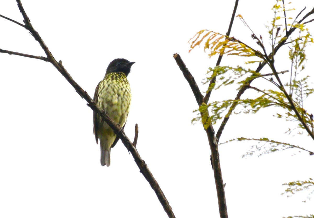 Bare-throated Bellbird - ML637623833