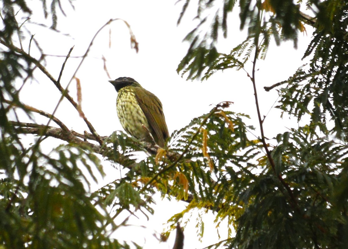 Bare-throated Bellbird - ML637623834