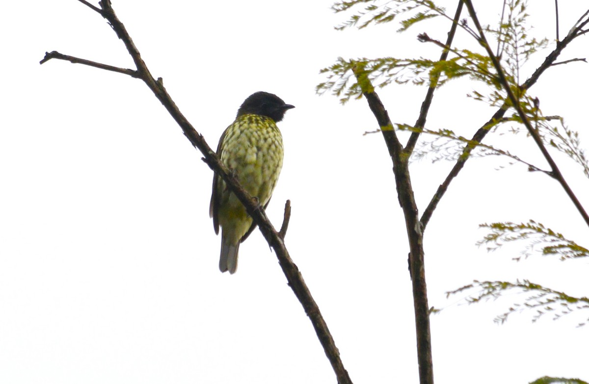 Bare-throated Bellbird - ML637623835