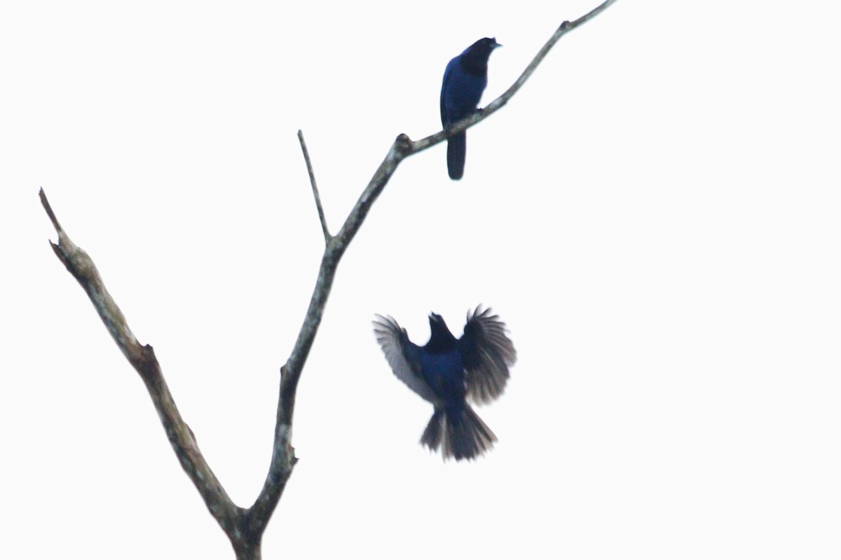 Azure Jay - ML637623844