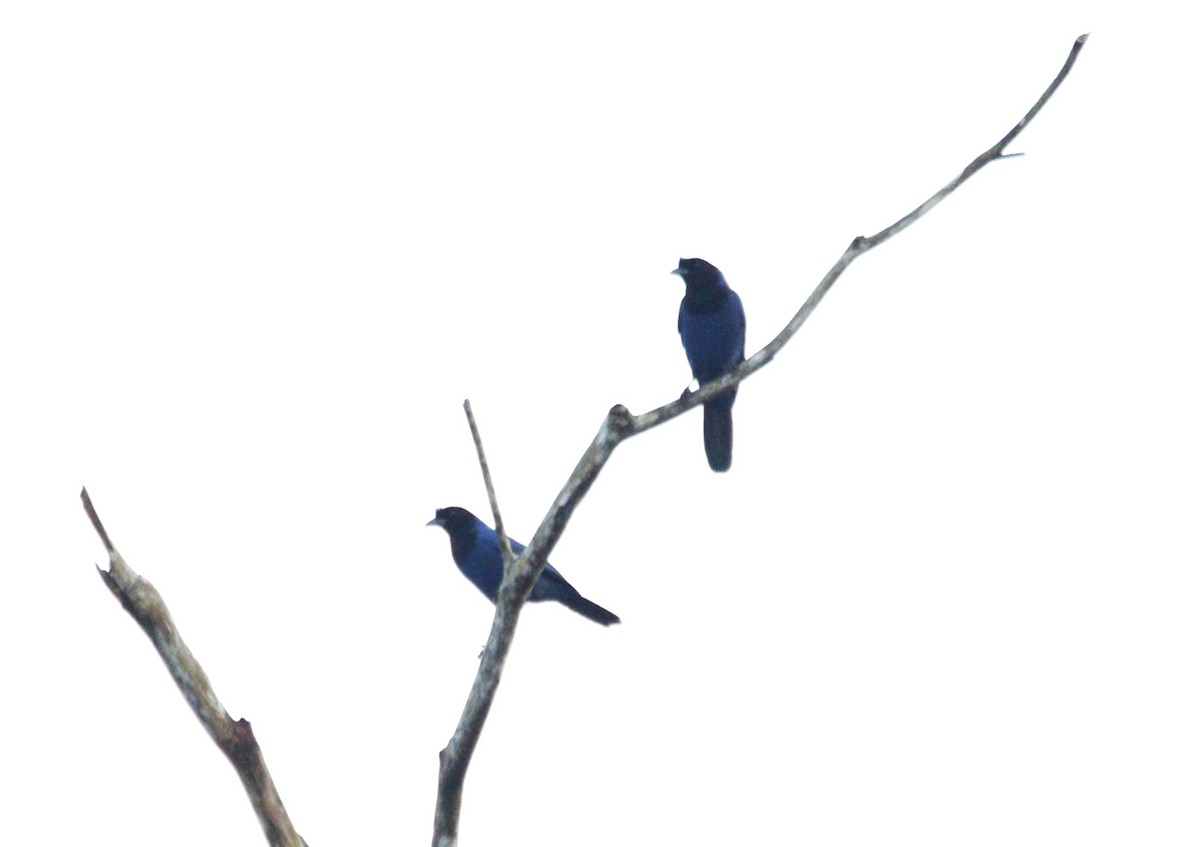 Azure Jay - ML637623845