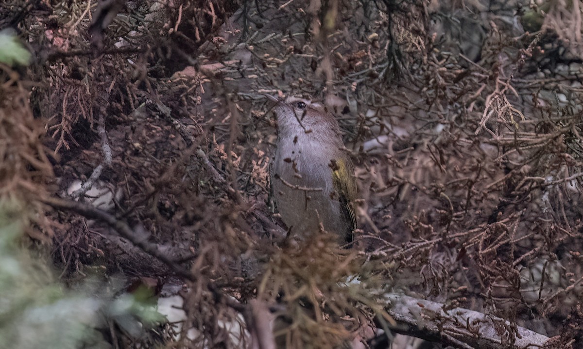White-browed Crombec - ML637623848
