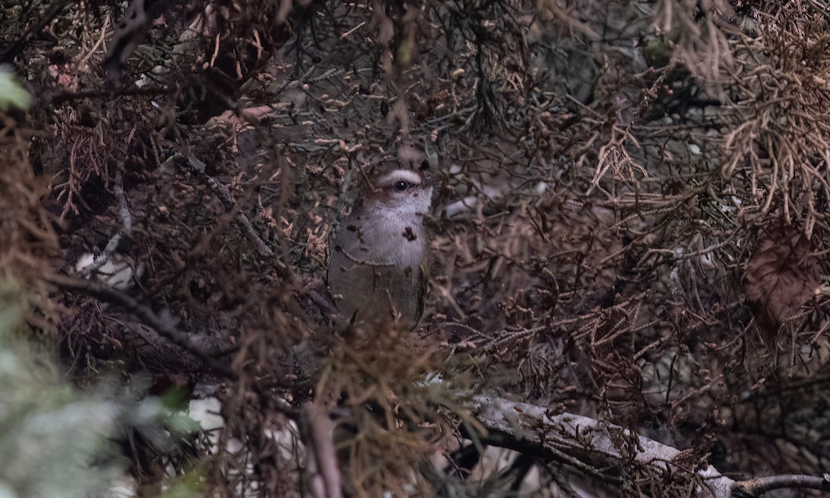 White-browed Crombec - ML637623849