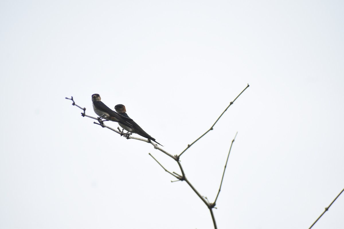 Golondrina Dáurica Oriental - ML637623854